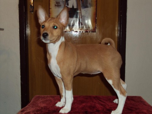 �t���tka Basenji s PP