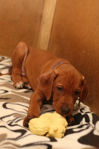 Rhod�sk� Ridgeback � �t��ata s PP