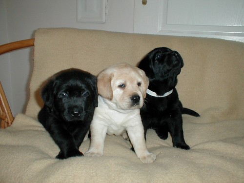 Labradorsk� retriver