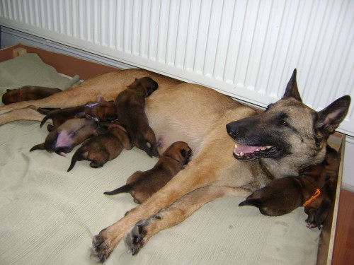 Belgick� ov��k malinois - �t��ata s PP