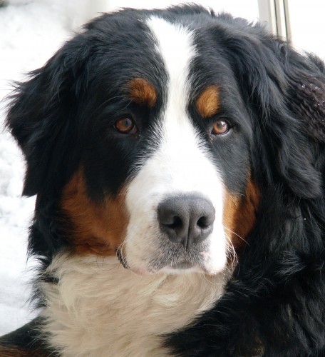 bernsk� sala�nick� pes