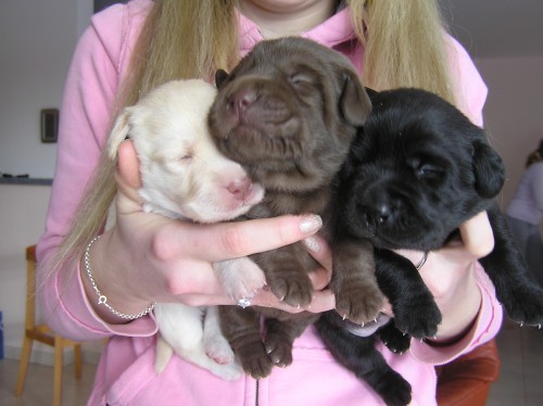 Kr�sn� �t���tka Labradora