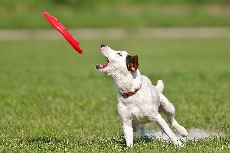 Letn� t�bor dogfrisbee
