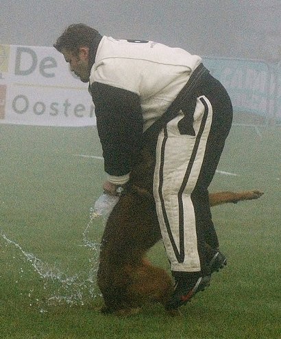 BO malinois �t��ata - prod�m