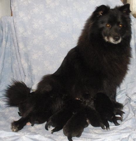 N�m. �pic velk� �ern� - kvalitn� ��. s PP