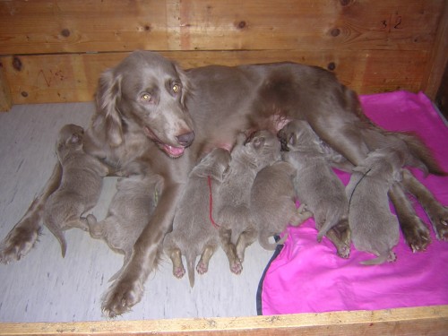 V�marsk� oha� dlouhosrst�, �t��ata s PP