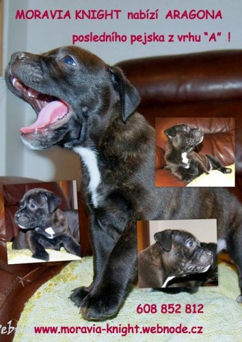 STAFFORD��RSK�  BULLTERI�R