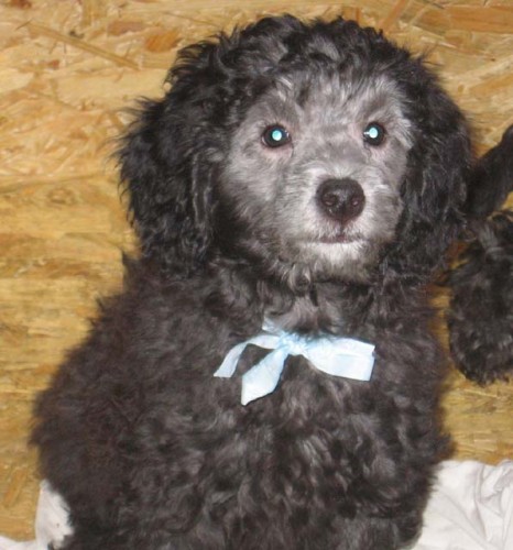 Pudl st�edn� st��brn� - posledn� �t���tko