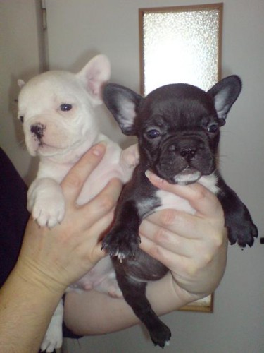 3fenky a pejsek cena 3500-4000kc