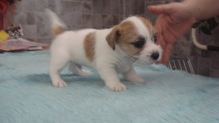 �t���tka s PP