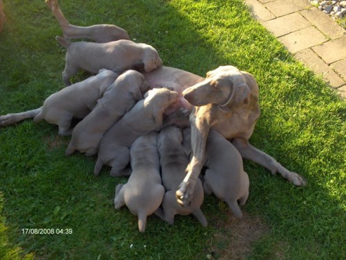 V�marsk� oha� kr�tkosrst� s PP