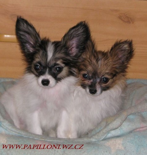 papillon, mot�lek , papilon