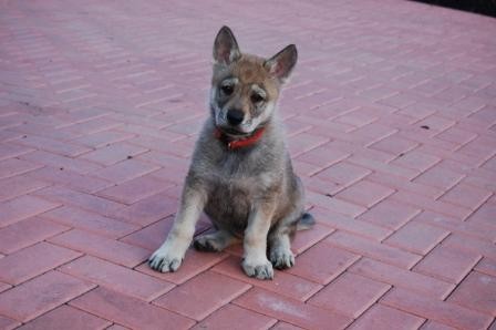 �ESKOSLOVENSK� VL��K