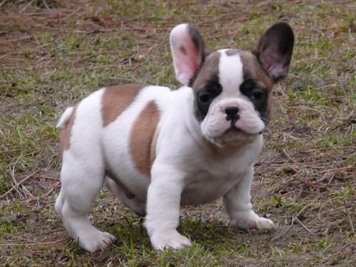 Francouzsk� buldo�ek 