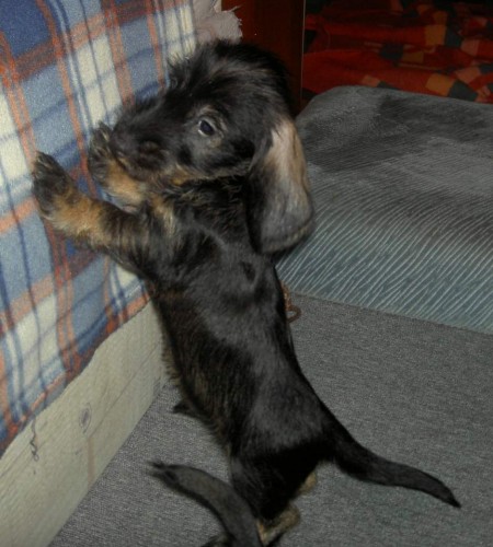 Jezev��k drsnosrst� trpasli��