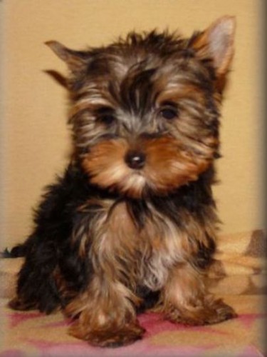 levn� do dobr�ch rukou