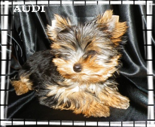 Jork��rsk� teri�r s PP