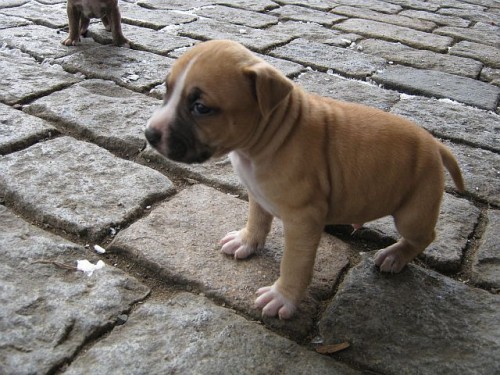 Americk� stafford��rsk� teri�r - �t�n�