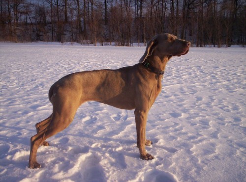 �t��ata V�marsk�ho oha�e s PP