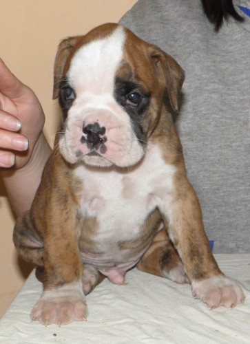 �t���tko N�meck�ho boxera s PP