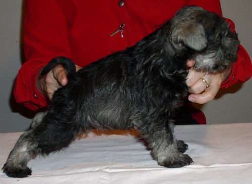 štěňátka, barva P+S z ojedinělého spojení štěňátka, barva P+S z ojedinělého spojení