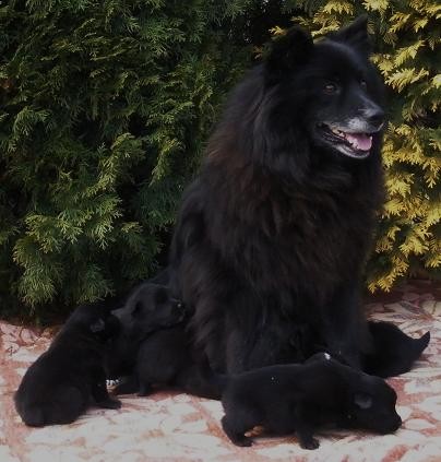 Velk� �ern� �pic - �t��ata s PP - levn�