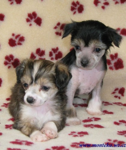 ��nsk� chocholat� pes 