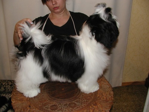 �t���rko Shih-tzu s PP