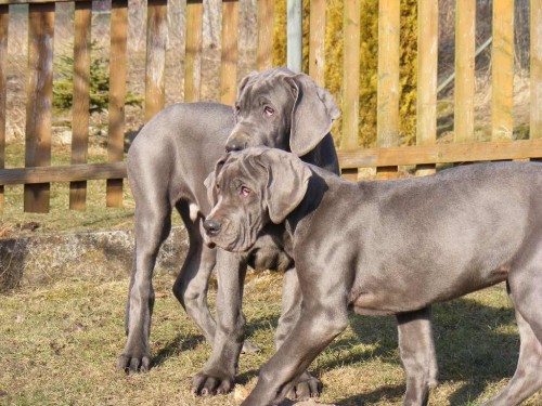 N�meck� doga - �t��ata