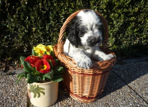 Anglick� kokr�pan�l s PP - modr� b�lou�