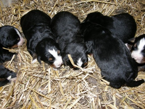 Bernsk� sala�nick� pes