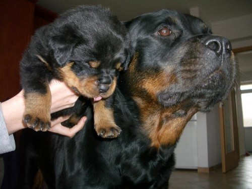 Prod�m �t��ata RTW s PP