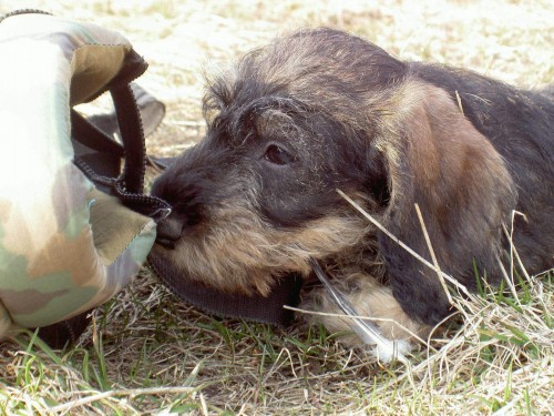 Jezev��k drsnosrst� trpasli��