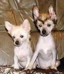 �t���tka s PP