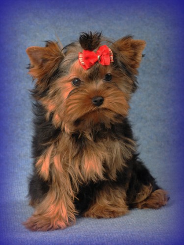 Jork��rsk� terier s pp