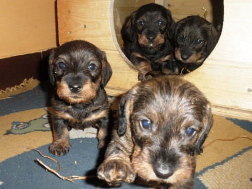 Jezev��k drsnosrst� standard-�t��ata sPP