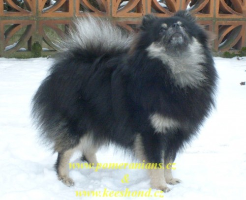 N�meck� �pic mal� �t��ata