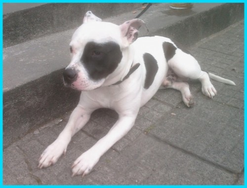 Hled�me fene�ku pro mazl�ka