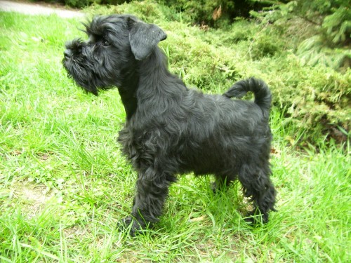 Knírač malý černý Knírač malý černý