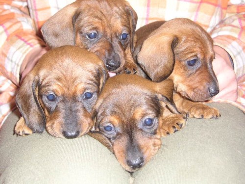 Jezev��k hladkosrst� trpasli��-kr�li��