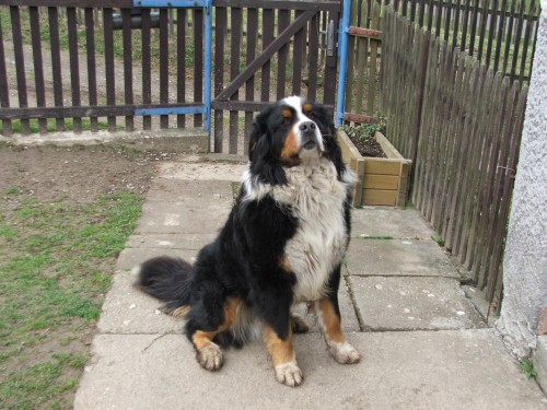 Nab�dka kryt�  - Zen�hl�k Stanislav