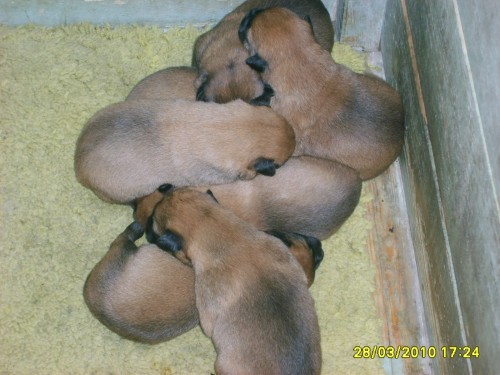 Belgick� ov��k malinois �t�nata