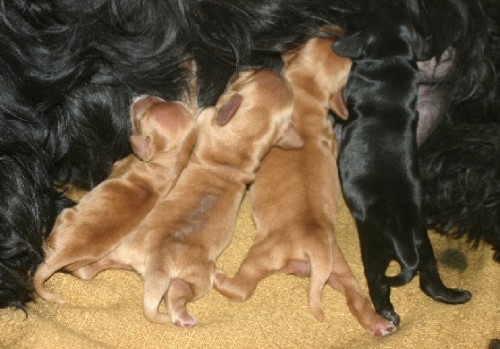 Anglick� kokr�pan�l