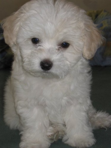 Bolo���ci s PP - italsk� linie