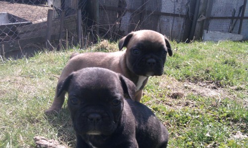 Francouzsk� buldo�ek