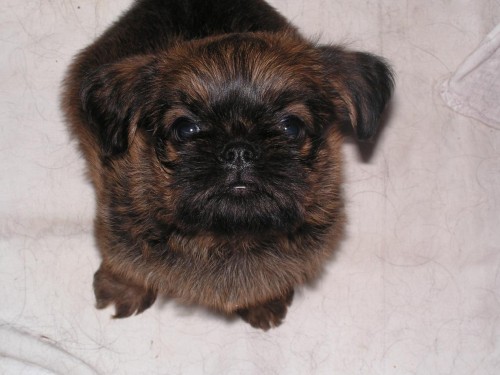 Bruselsk� grifonek a brabant�k s PP