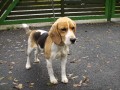 Fenka beagle Fenka beagle