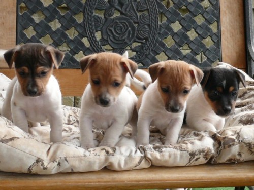 Jack Russel Teri�r 