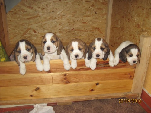 Prod�m �t���tka