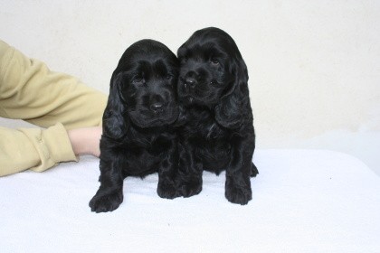 Anglick� kokr�pan�l